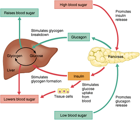 The Comprehensive Guide to Blood Sugar Safety: Tips for Managing Your Levels for Optimal Health